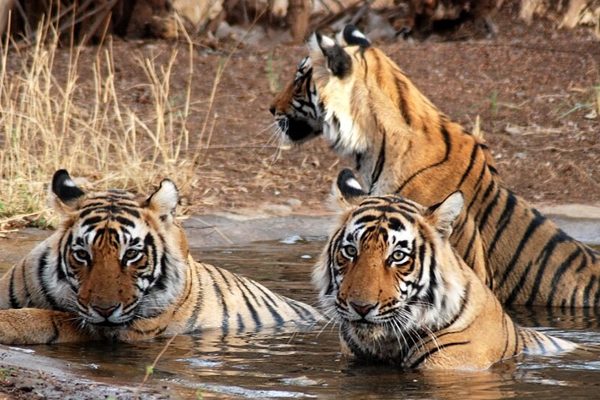 Tadoba Jungle Safari 3D 2N