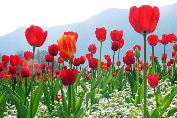 Kashmir With Tulip 7D 6 N